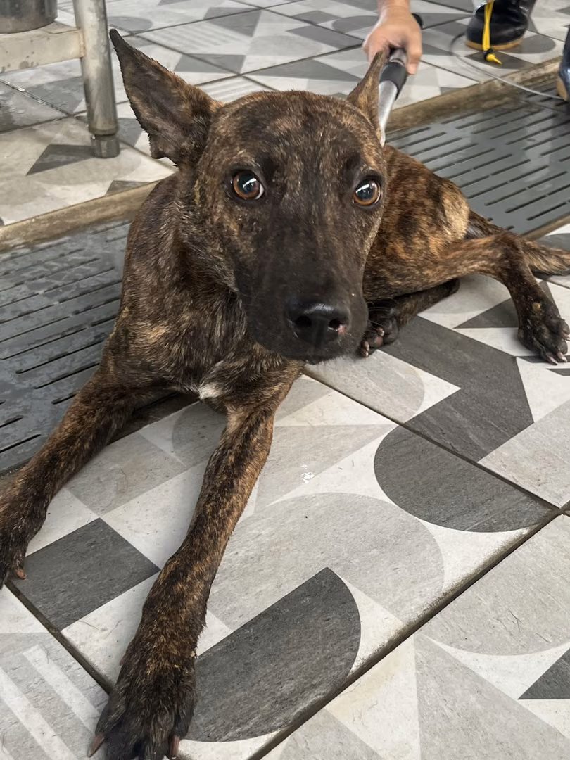 Tabby adult male mixed-breed dog, Large, shelter no. …5003