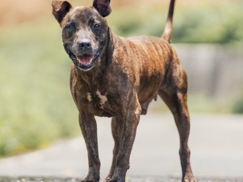 pitbull (Lalaki, Matanda na, may guhit), Katamtaman, blg. ng shelter …3003