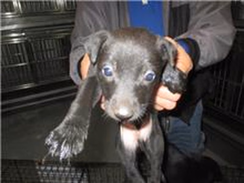 Black adult male mixed-breed dog, Small, shelter no. …0020