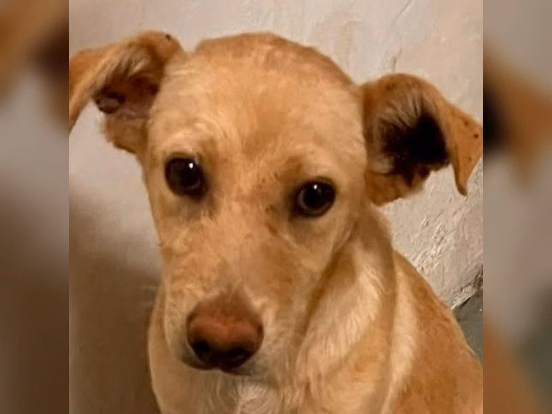 Chienne croisée femelle adulte (fauve), Moyen, refuge n° …2002