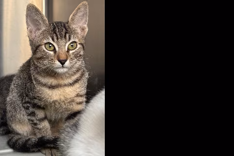 Edurmichi, Baby · Female · European Shorthair