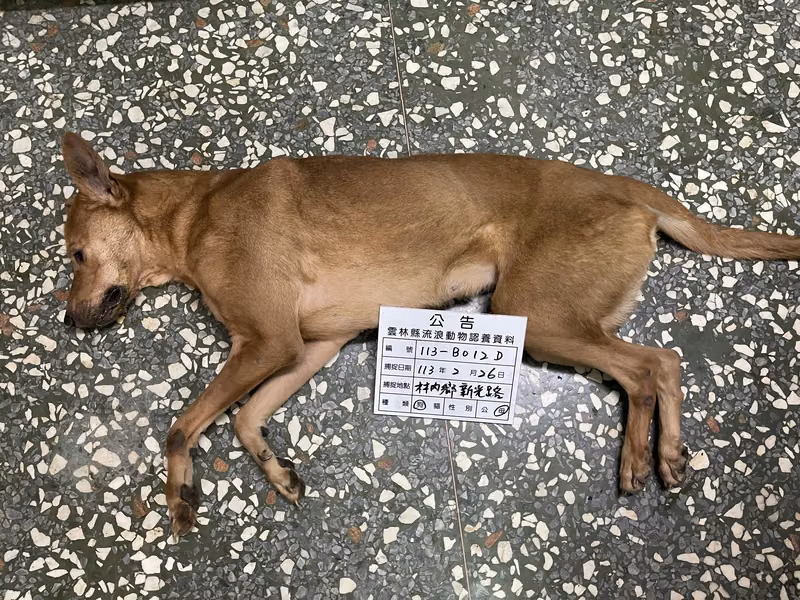 Tan adult female mixed-breed dog, Large, shelter no. …012D