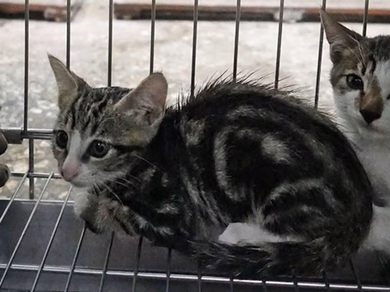Tabby-and-white young mixed-breed cat, Medium, shelter no. …1733