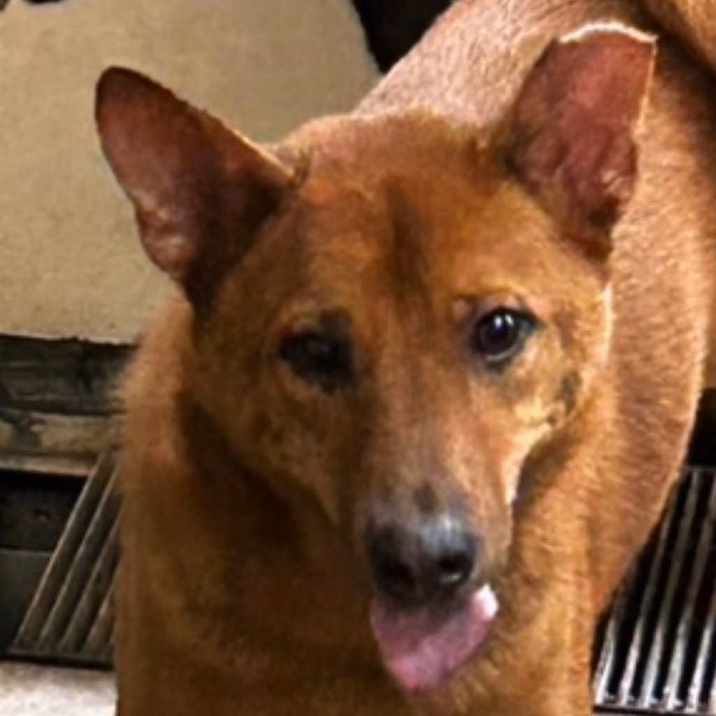 Tan adult male mixed-breed dog, Medium, shelter no. …7061