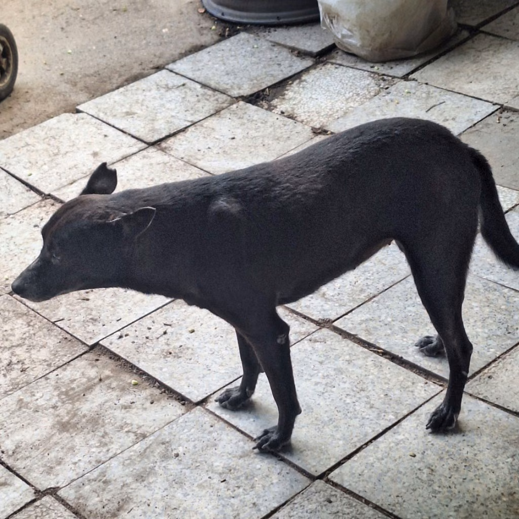 Black adult female mixed-breed dog, Large, shelter no. …074D