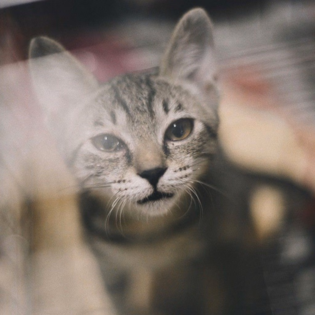 Tabby young female mixed-breed cat, Medium, shelter no. …0002