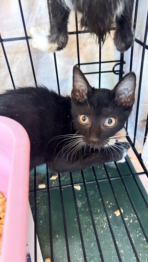 Black young mixed-breed cat, Small, shelter no. …0001