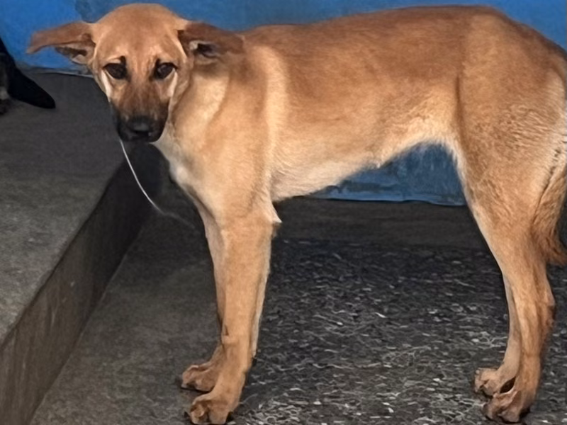 Tan adult female mixed-breed dog, Large, shelter no. …3008