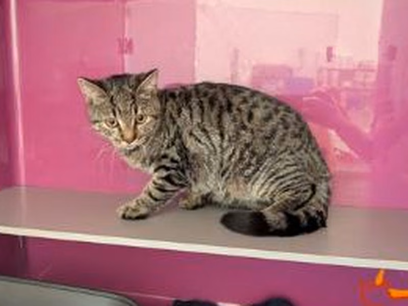 Brown tabby young male European Shorthair, shelter no. …4082