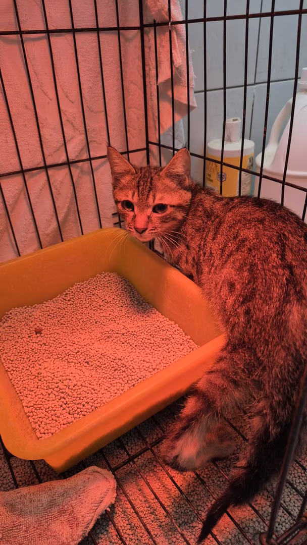 Tabby young male mixed-breed cat, Small, shelter no. …5001