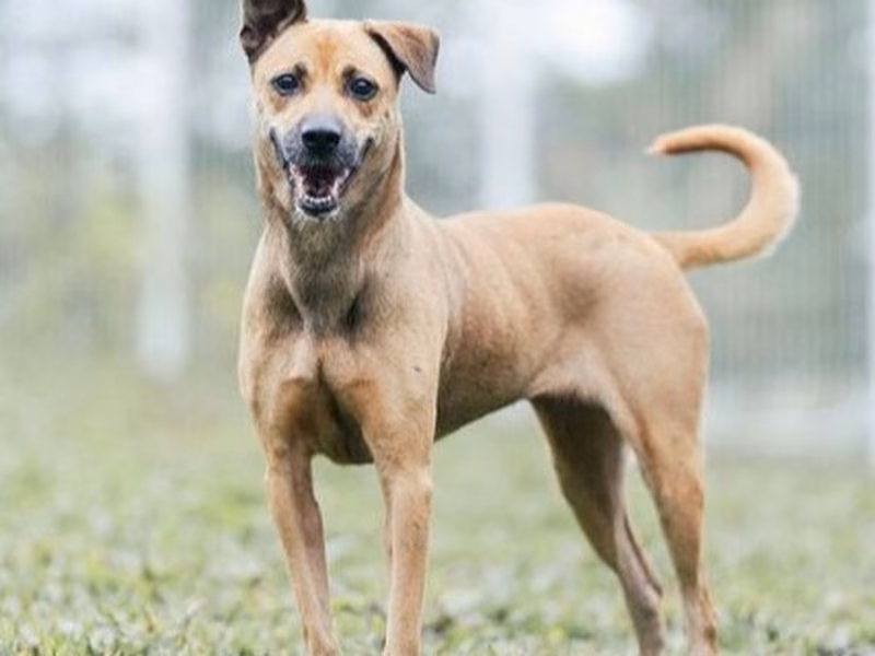 Tan adult female mixed-breed dog, Large, shelter no. …9001