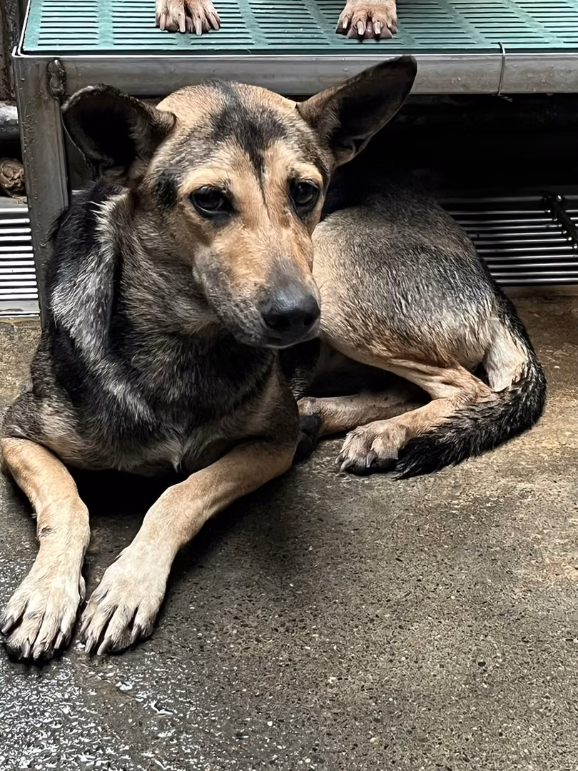 Adult female mixed-breed dog, Medium, shelter no. …5004