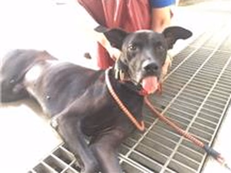 Black adult male mixed-breed dog, Medium, shelter no. …5007