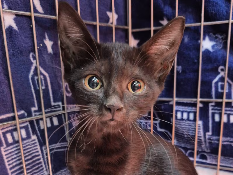 Black young female mixed-breed cat, Small, shelter no. …4003