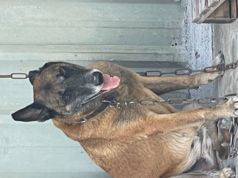 Black-and-tan adult female mixed-breed dog, Large, shelter no. …1002