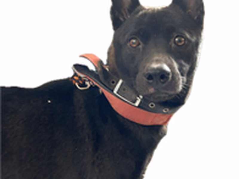 Black adult female mixed-breed dog, Medium, shelter no. …9027