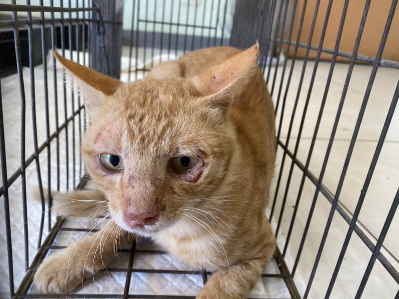 Orange tabby adult male mixed-breed cat, Small, shelter no. …7C01