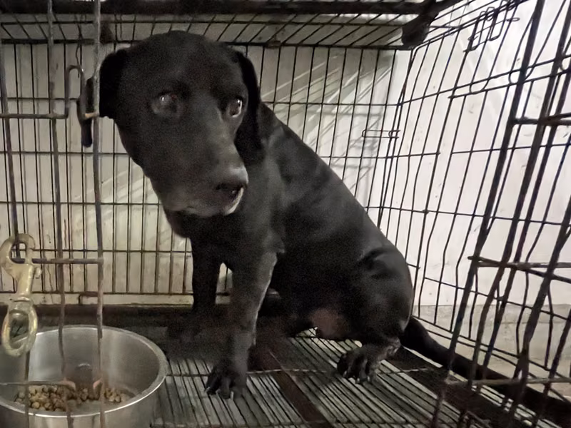 Black adult male mixed-breed dog, Large, shelter no. …083D