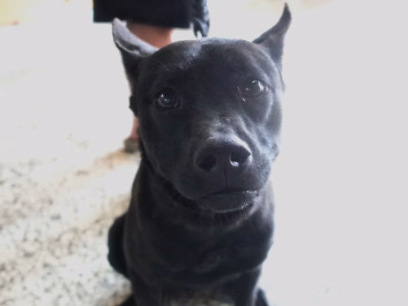 Black adult female mixed-breed dog, Large, shelter no. …0349