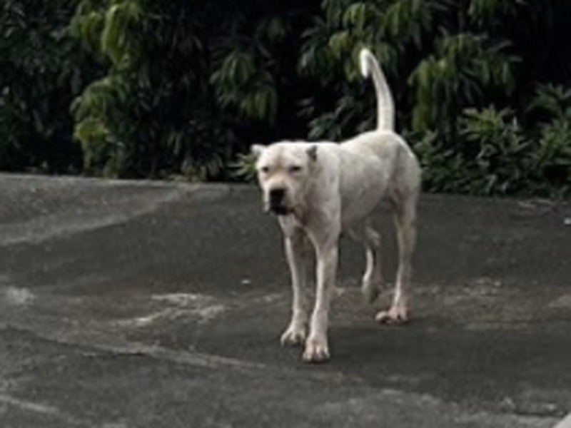 Black-and-white adult female mixed-breed dog, Large, shelter no. …054D