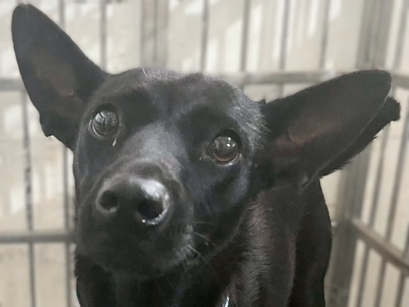 Black adult female mixed-breed dog, Medium, shelter no. …6005