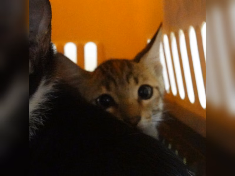 Tabby young female mixed-breed cat, Small, shelter no. …1-05