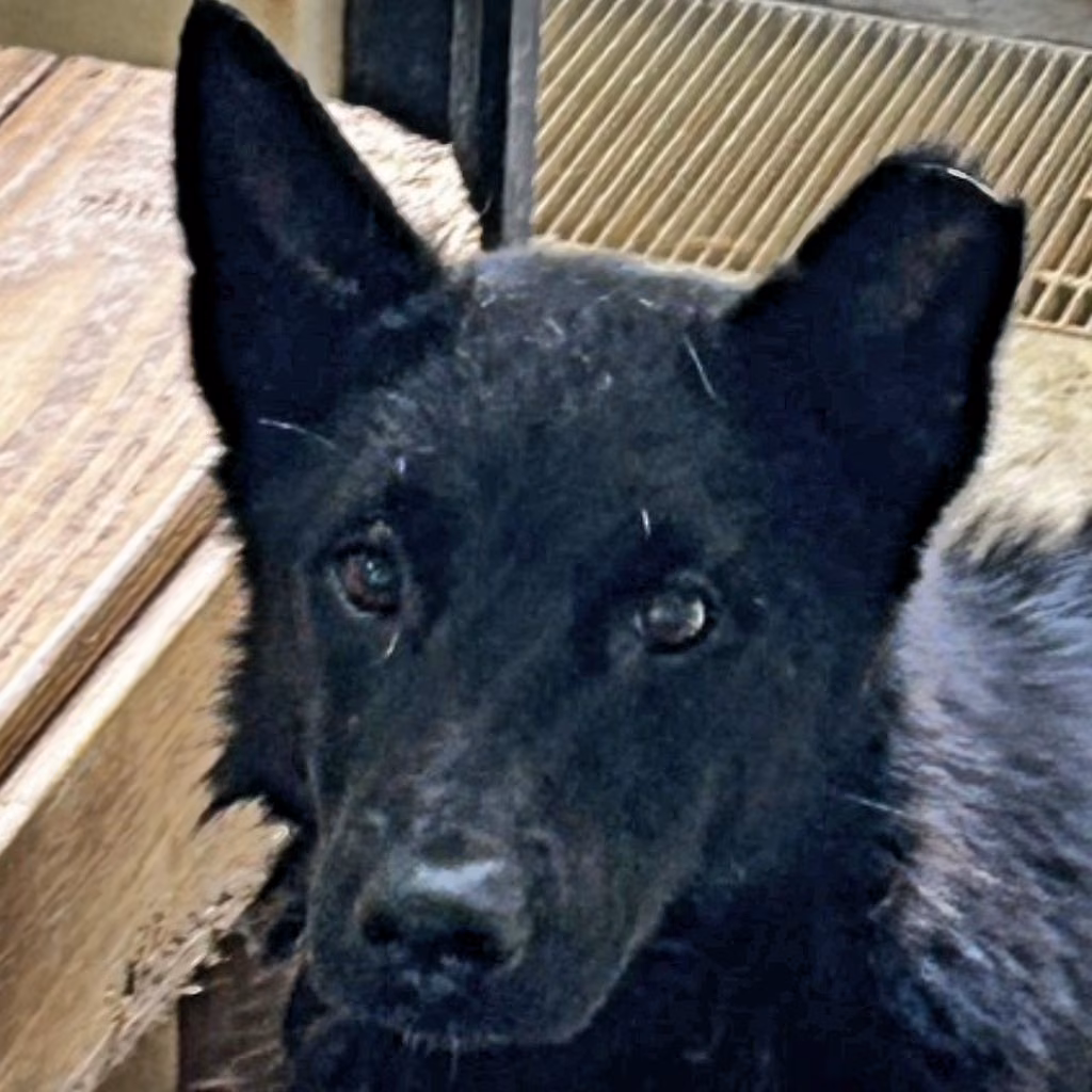 Black adult male mixed-breed dog, Medium, shelter no. …7059