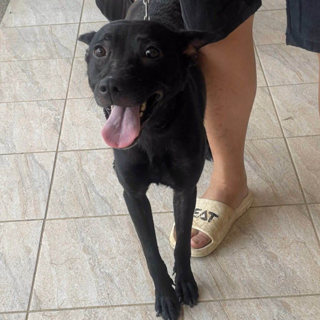 Black adult female Formosan Mountain Dog, Large, shelter no. …6022