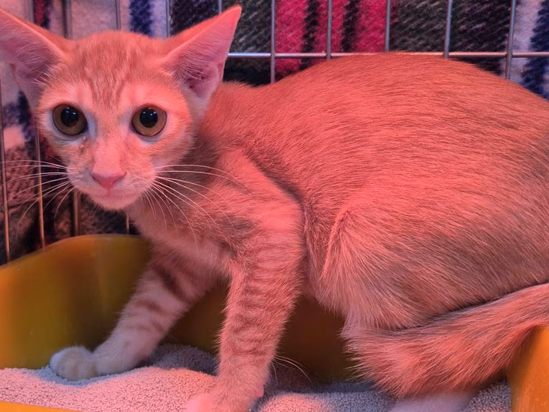 Orange tabby young male mixed-breed cat, Small, shelter no. …4002