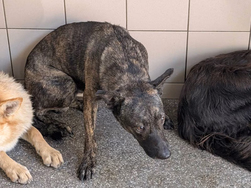 Tabby adult male mixed-breed dog, Large, shelter no. …1507