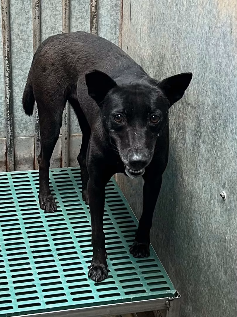 Black adult female mixed-breed dog, Medium, shelter no. …9016