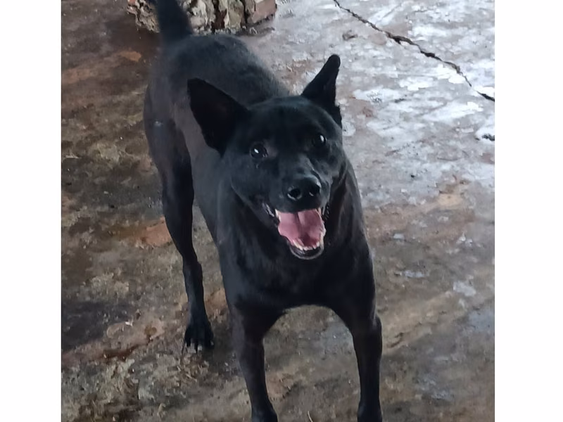 Black adult male mixed-breed dog, Large, shelter no. …054D
