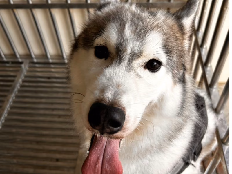 Black-and-white adult male Siberian Husky, Large, shelter no. …8006
