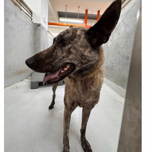 Tabby adult female mixed-breed dog, Large, shelter no. …8001