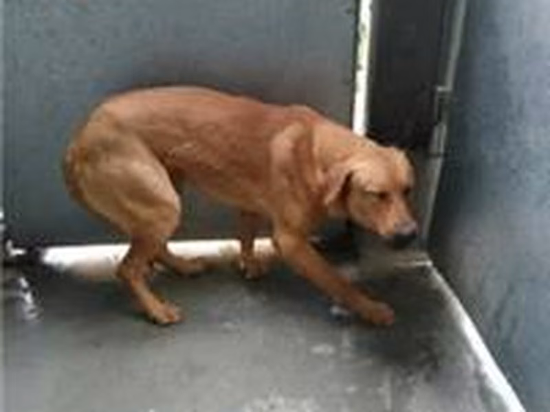 Tan adult male mixed-breed dog, Medium, shelter no. …2301