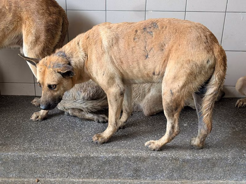 Tan adult male mixed-breed dog, Large, shelter no. …0826