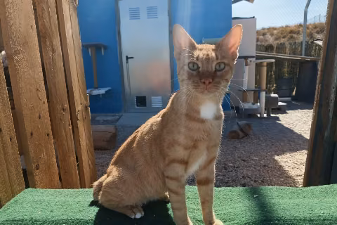 Mojo Picón、成犬・成猫 · オス · ヨーロピアンショートヘア