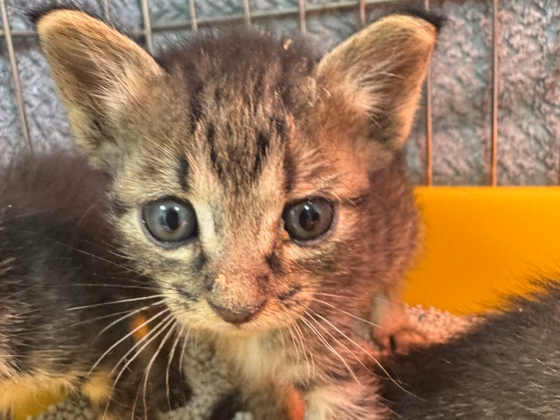 Tabby young male mixed-breed cat, Small, shelter no. …7004