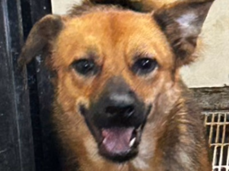 Black-and-tan adult male mixed-breed dog, Medium, shelter no. …0059