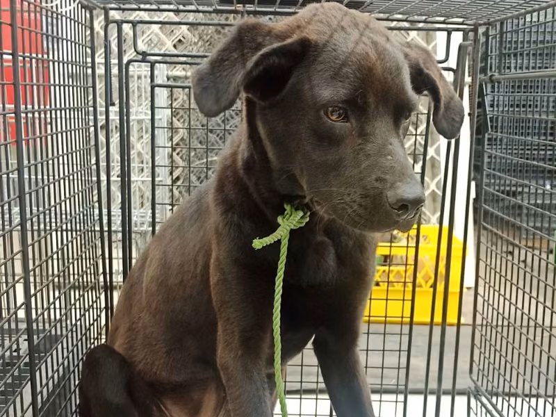 Black young female mixed-breed dog, Medium, shelter no. …1D02