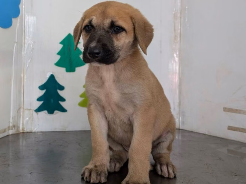 Tan adult female mixed-breed dog, Large, shelter no. …2913