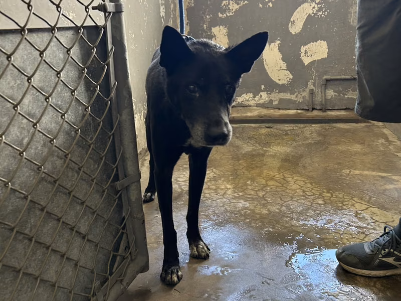 Black adult male mixed-breed dog, Medium, shelter no. …8001