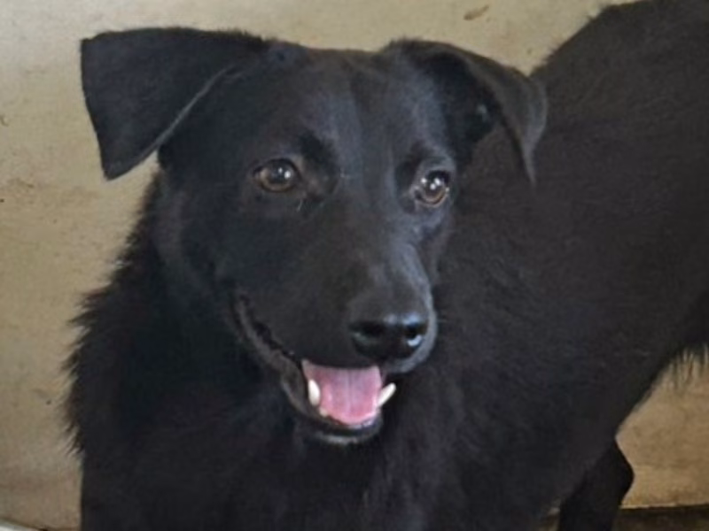 Black adult male mixed-breed dog, Medium, shelter no. …5006