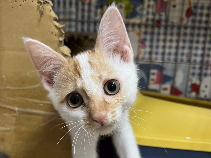 黄白色青年公混种猫，小型, 收容编号 …3001