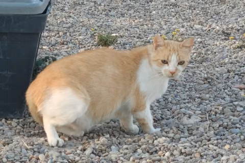 Caballero, Adult · Male · European Shorthair