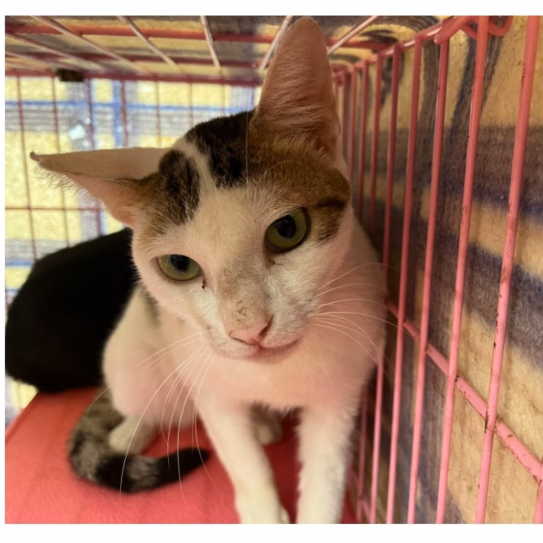Tabby-and-white adult female mixed-breed cat, Medium, shelter no. …1814