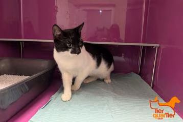 Black-and-white young male European Shorthair, shelter no. …4236