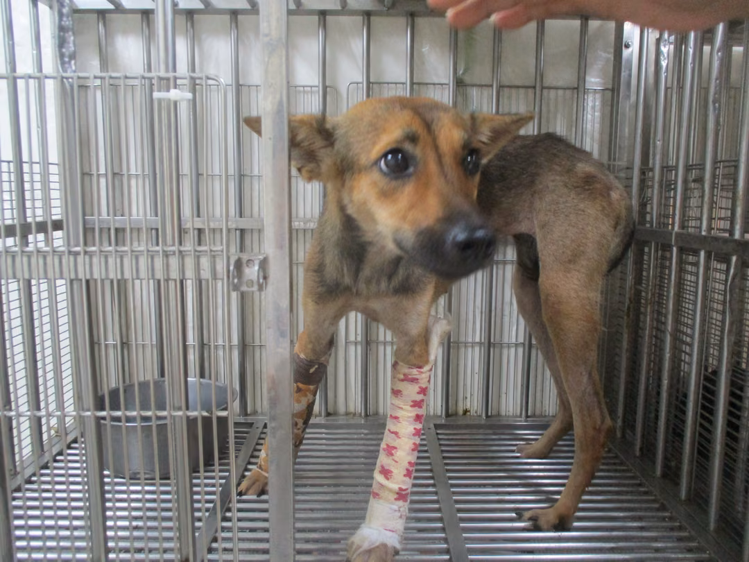 Brown adult female mixed-breed dog, Large, shelter no. …25R1