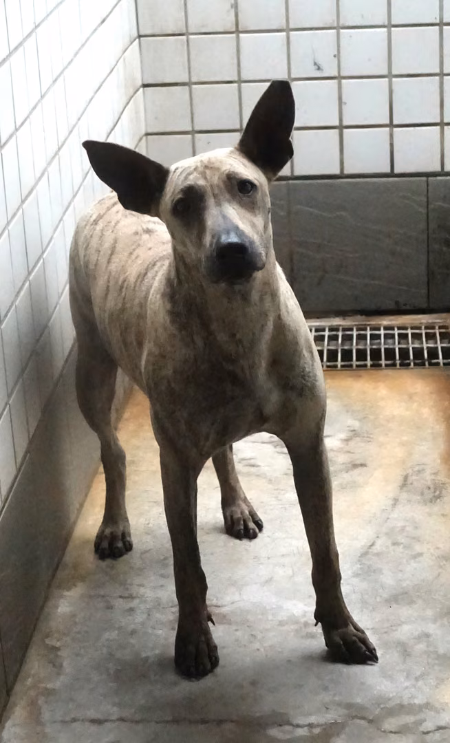 Tabby adult male mixed-breed dog, Large, shelter no. …0554