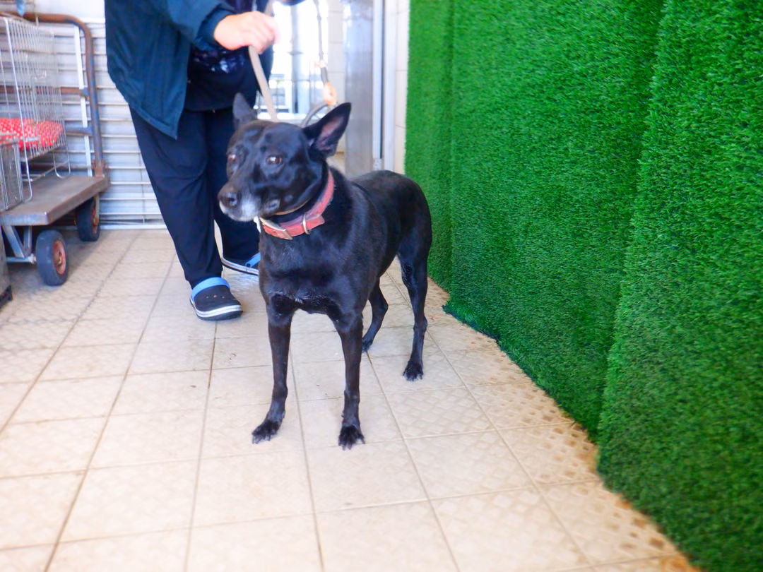 Black adult female mixed-breed dog, Medium, shelter no. …9791